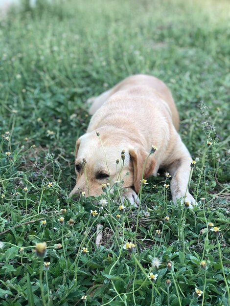 Foto close-up de um cão em um campo gramado