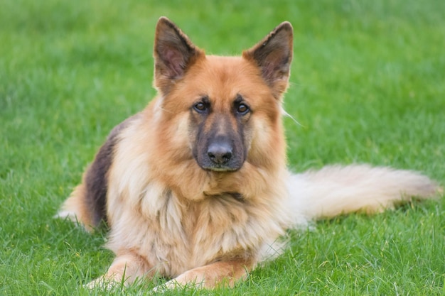 Close-up de um cão em um campo gramado