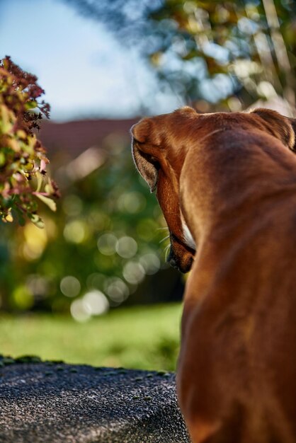 Foto close-up de um cão em uma árvore