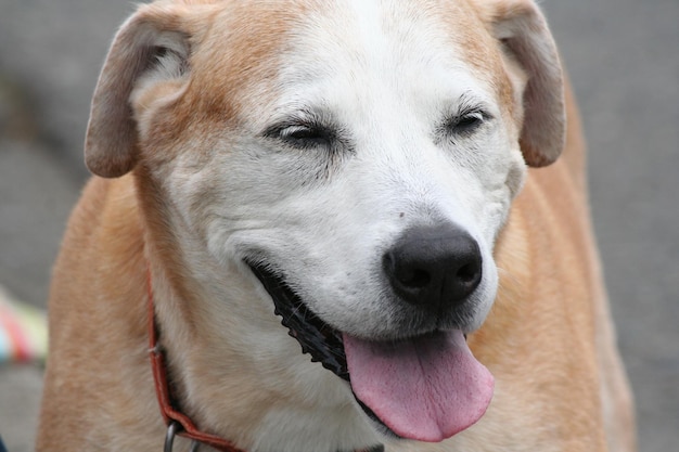 Close-up de um cão estendendo a língua na calçada