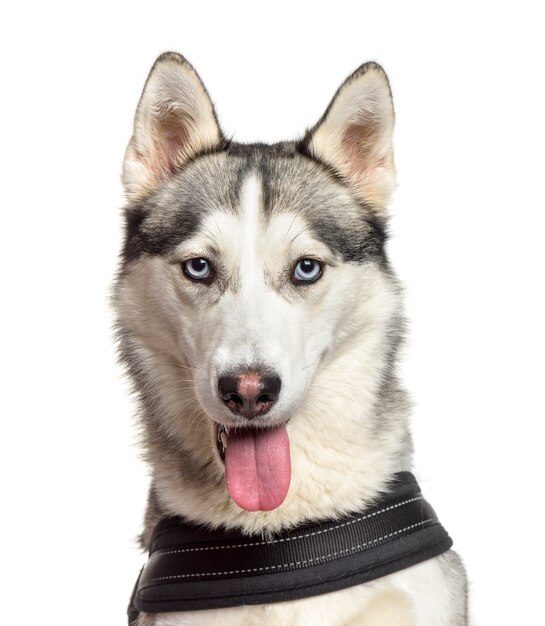 Close-up de um cão husky ofegante