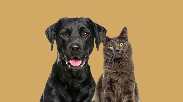 Foto close-up de um cão labrador preto e um gato maine coon azul olhando para a câmera isolados em pastel