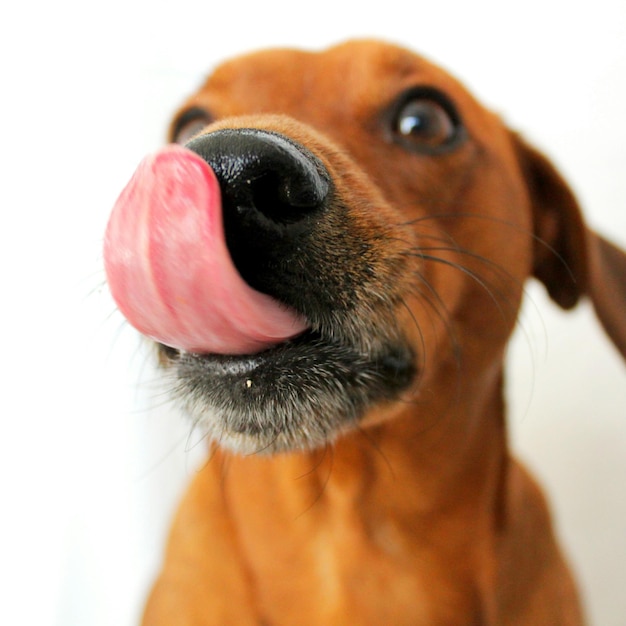 Foto close-up de um cão lambendo o nariz