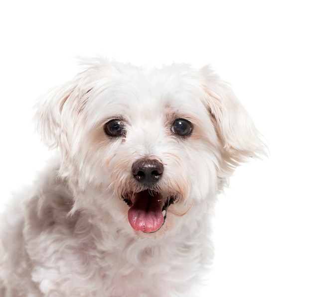 Close-up de um cão maltês ofegante