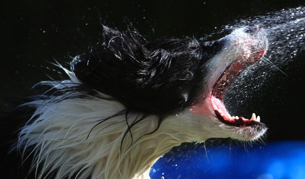 Foto close-up de um cão na água