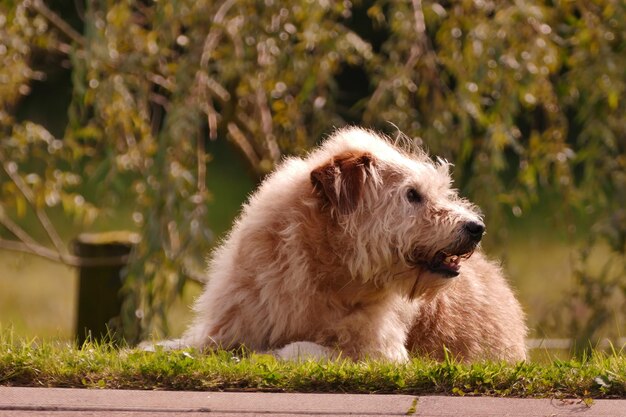 Close-up de um cão na grama