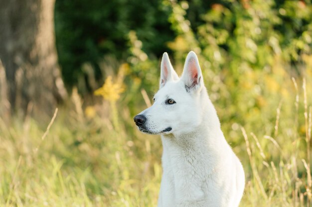 Foto close-up de um cão na grama