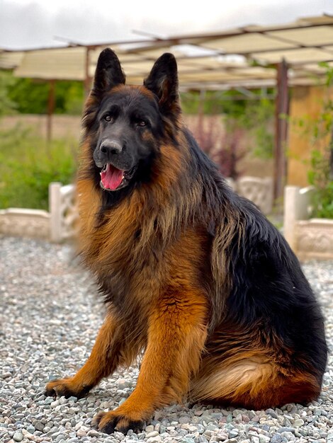 Foto close-up de um cão na rua