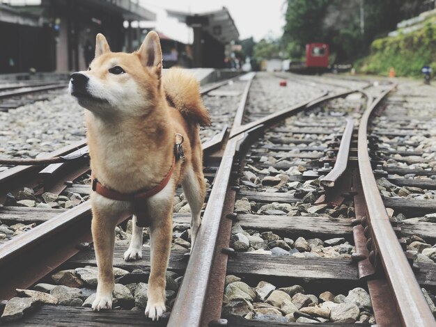 Foto close-up de um cão na via ferroviária