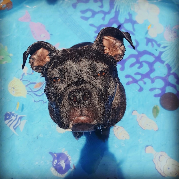 Foto close-up de um cão nadando na piscina