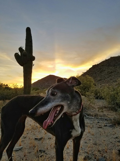 Foto close-up de um cão no campo contra o céu durante o pôr-do-sol