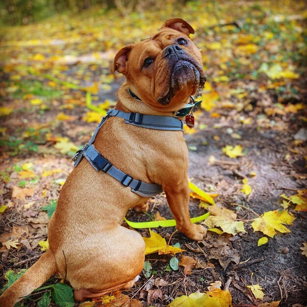 Foto close-up de um cão no campo durante o outono