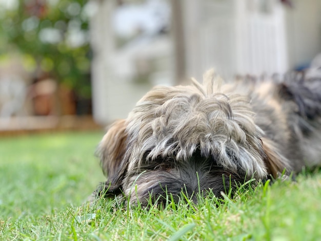 Foto close-up de um cão no campo