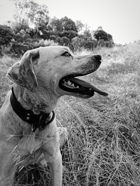 Close-up de um cão no campo