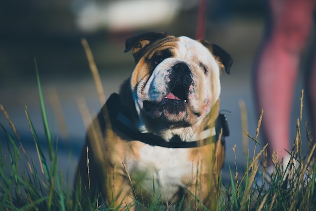 Foto close-up de um cão no campo