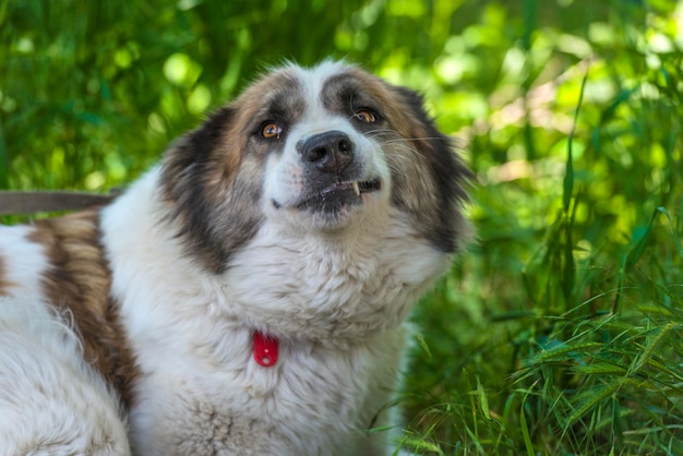 Foto close-up de um cão no campo