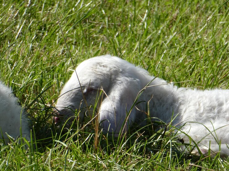 Foto close-up de um cão no campo