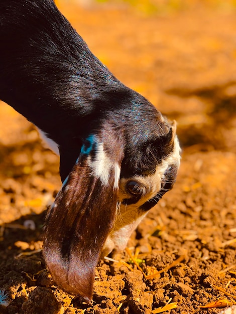 Foto close-up de um cão no campo