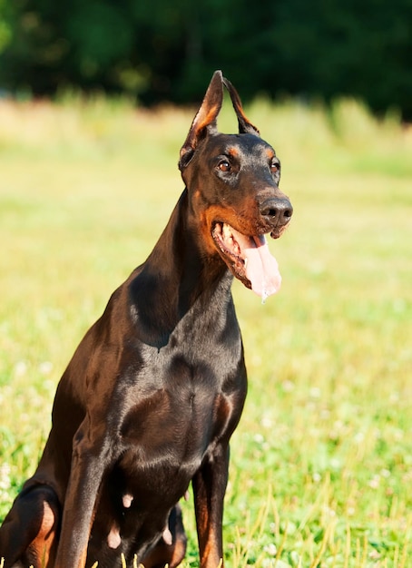 Close-up de um cão no campo