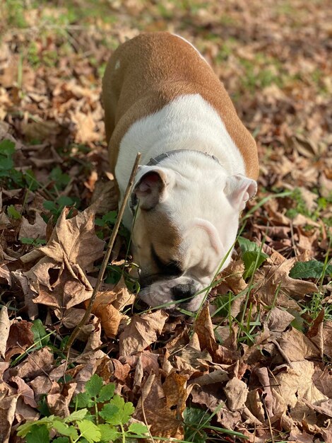 Foto close-up de um cão no campo