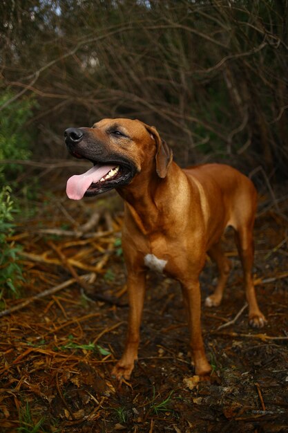 Foto close-up de um cão no campo