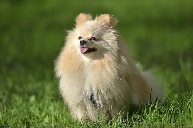 Close-up de um cão no campo