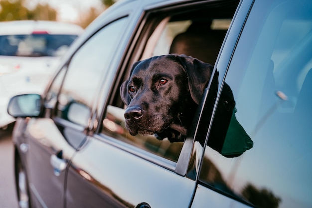 Close-up de um cão no carro