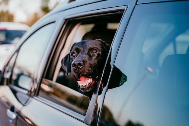 Close-up de um cão no carro