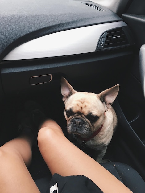 Foto close-up de um cão no carro