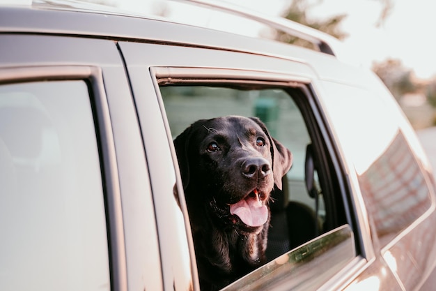 Close-up de um cão no carro
