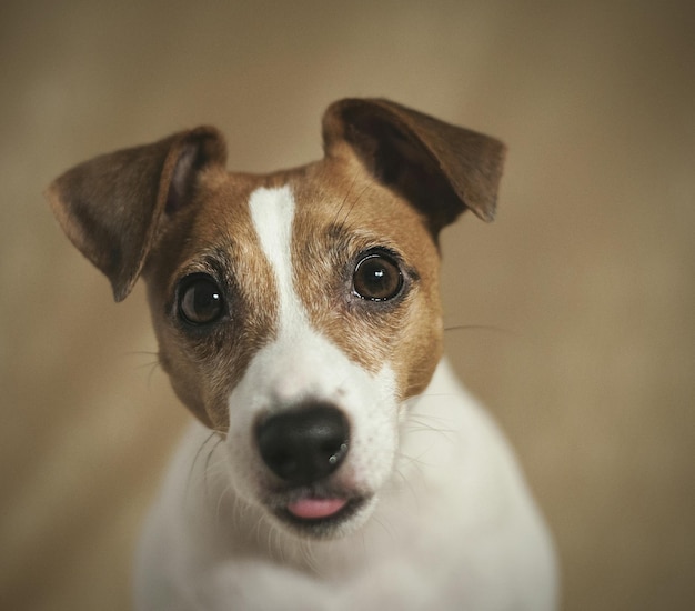 Foto close-up de um cão olhando para a câmera