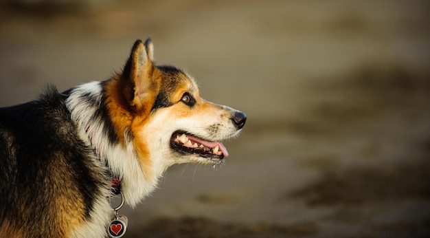 Close-up de um cão olhando para a praia
