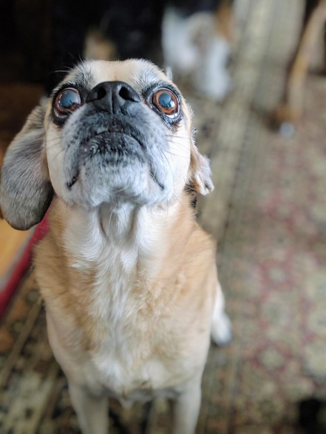 Foto close-up de um cão olhando para cima enquanto está sentado em casa