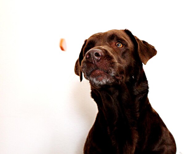 Foto close-up de um cão olhando para longe contra um fundo branco