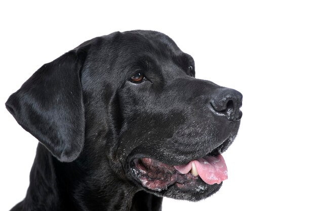 Close-up de um cão olhando para longe contra um fundo branco