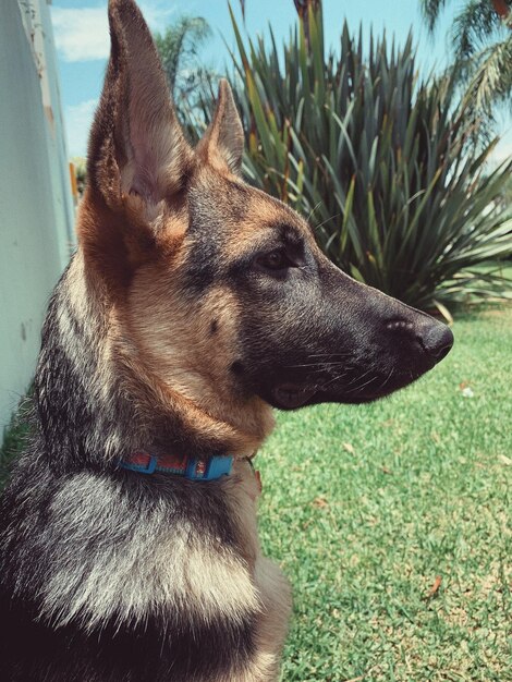 Close-up de um cão olhando para o campo