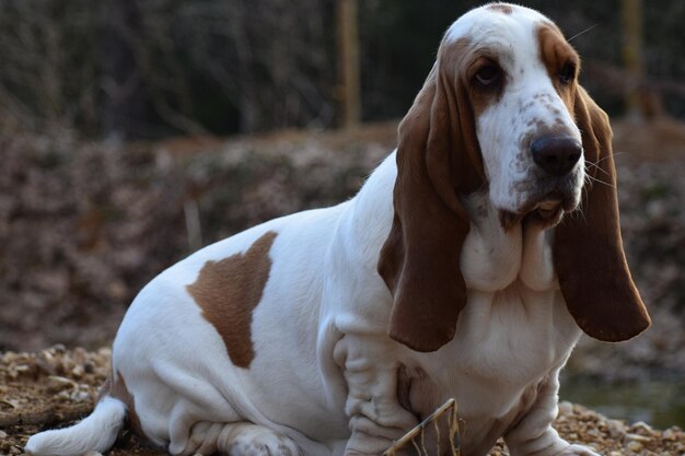 Foto close-up de um cão olhando para o campo