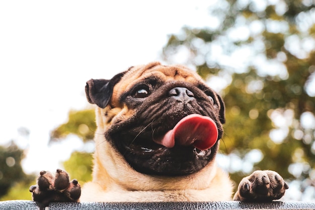 Foto close-up de um cão olhando para outro lado