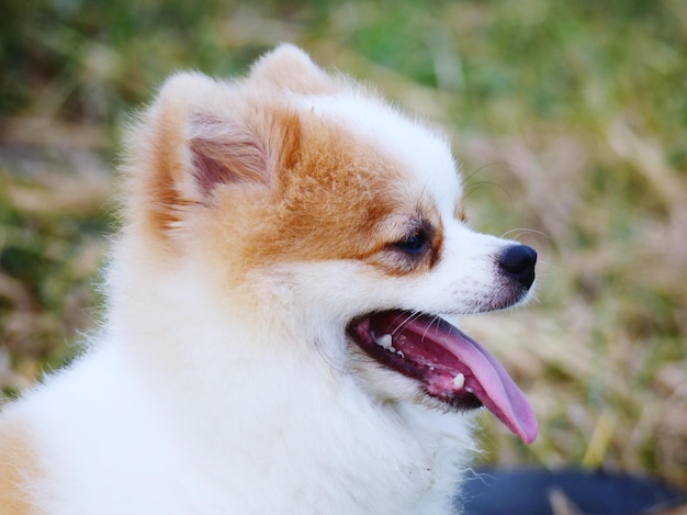 Close-up de um cão olhando para outro lado