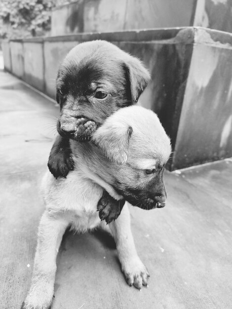 Foto close-up de um cão olhando para outro lado