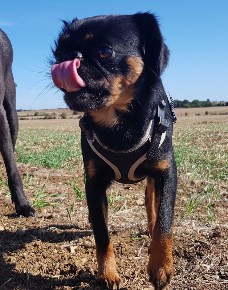 Foto close-up de um cão olhando para outro lado