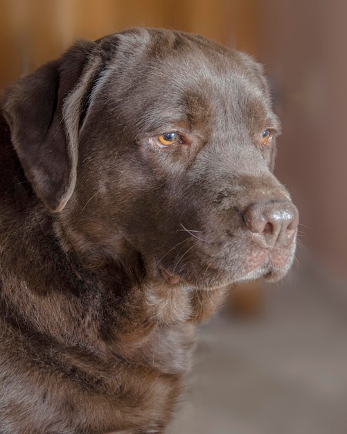 Close-up de um cão olhando para outro lado