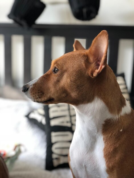 Foto close-up de um cão olhando para outro lado