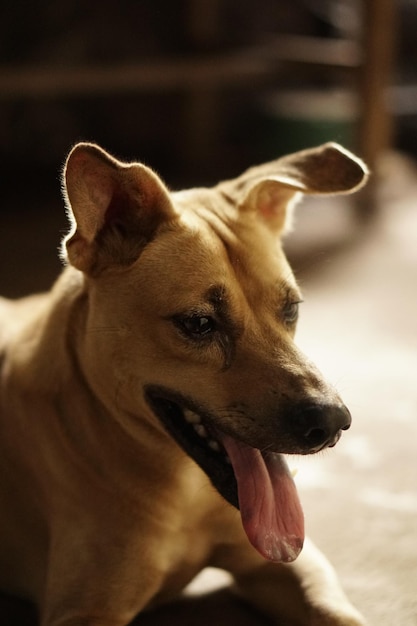 Close-up de um cão olhando para outro lado
