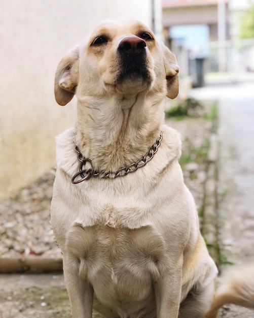 Foto close-up de um cão olhando para outro lado