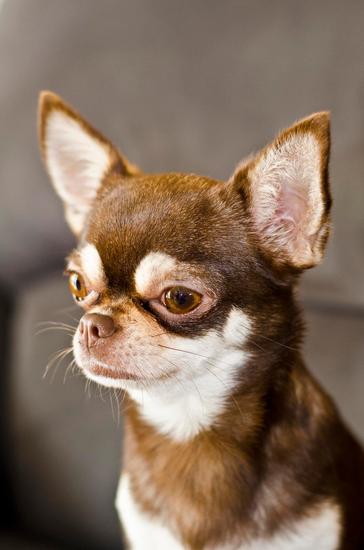 Foto close-up de um cão olhando para outro lado