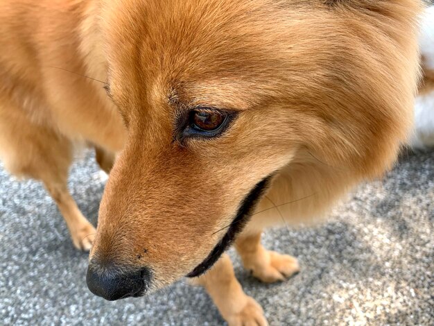 Close-up de um cão olhando para outro lado