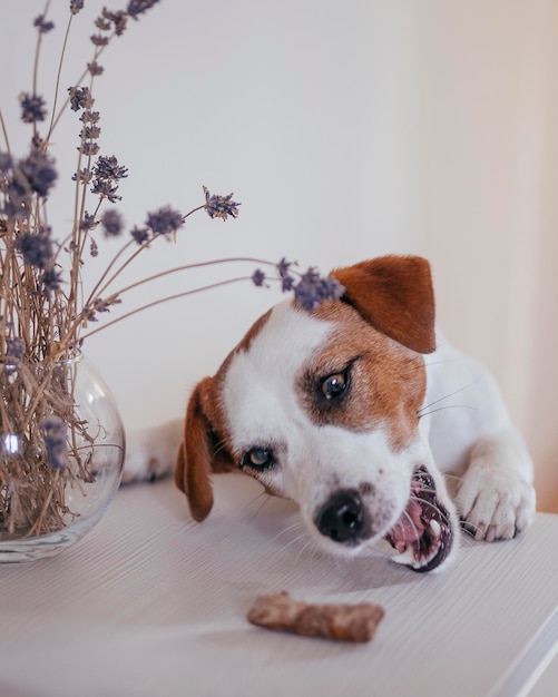 Foto close-up de um cão olhando para outro lado