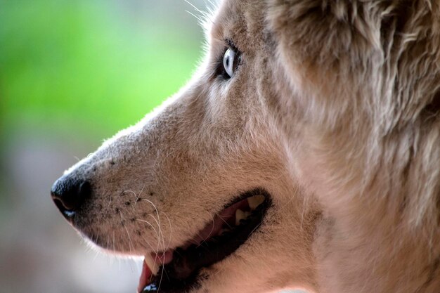 Foto close-up de um cão olhando para outro lado