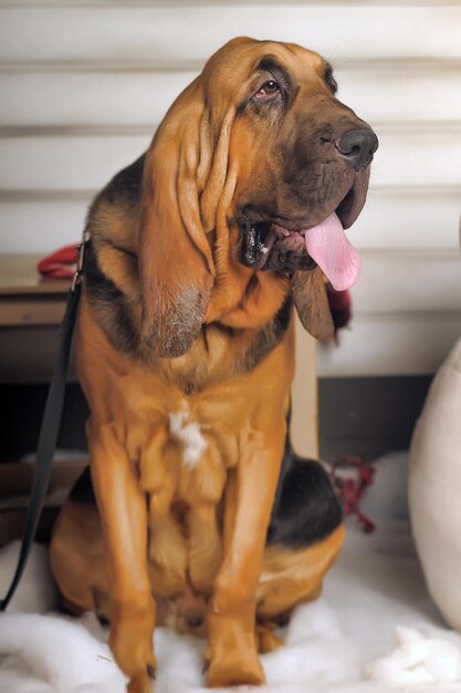 Foto close-up de um cão olhando para outro lado